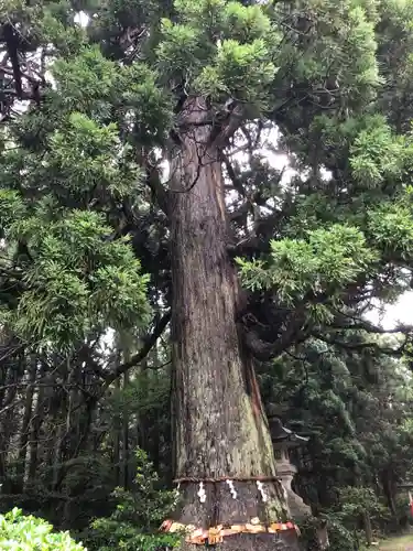 牛尾神社(新潟県)