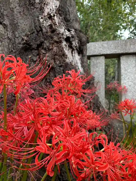 鴻神社の自然