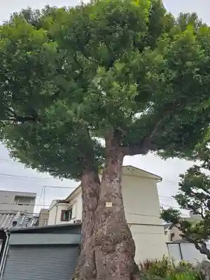 観音寺(東京都)