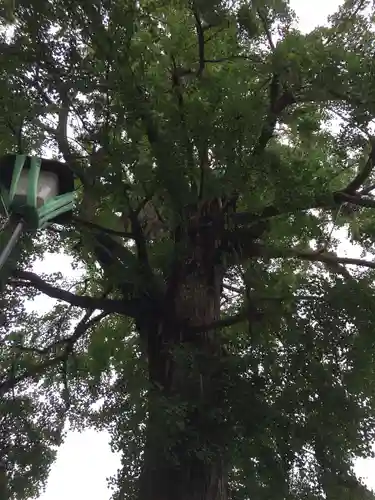 下総国三山　二宮神社の自然