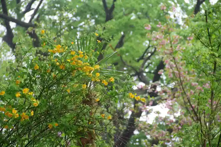 阿久津「田村神社」(郡山市阿久津町)旧社名:伊豆箱根三嶋三社の自然