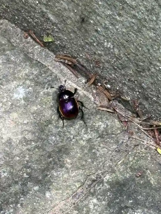 金華山黄金山神社(宮城県)