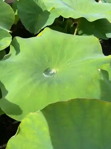 一心寺・一心禅寺の自然