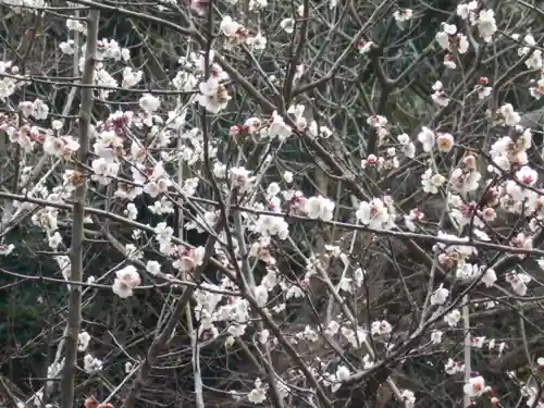 安國論寺（安国論寺）の自然