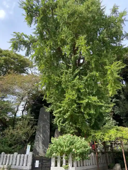 瀧泉寺(目黒不動尊)の自然