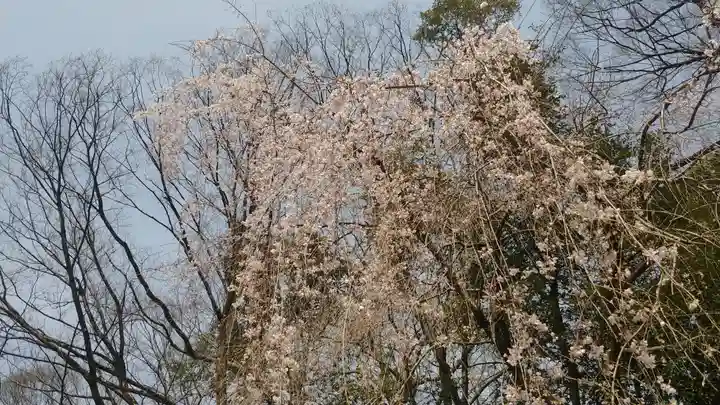 賀茂御祖神社(下鴨神社)(京都府)