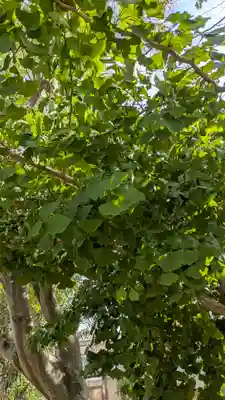 西福寺(京都府)