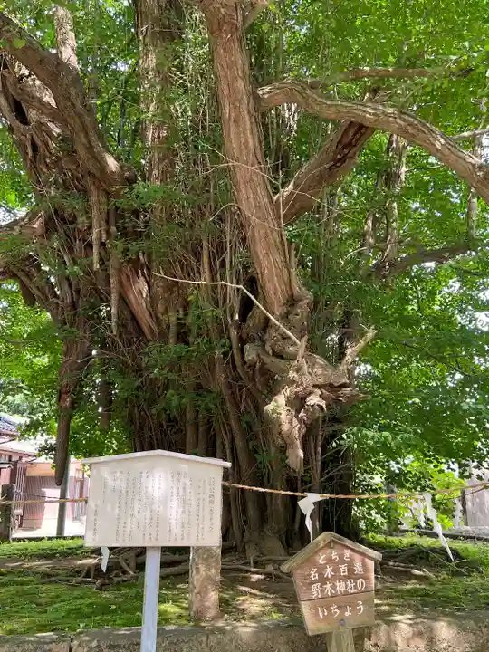 野木神社(栃木県)