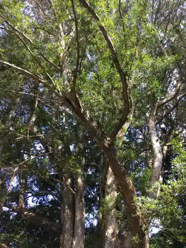 安房神社の自然