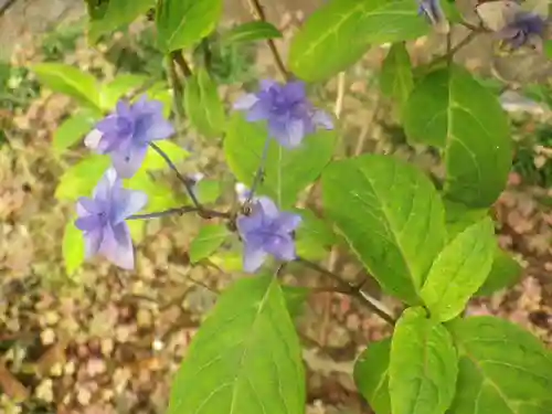 御霊神社の自然