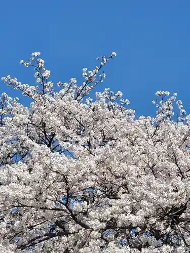 沙沙貴神社の自然
