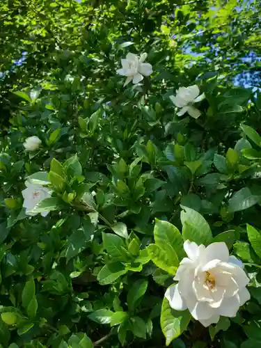 沙沙貴神社の自然