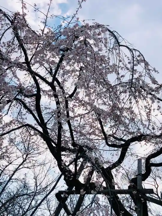 平野神社の自然