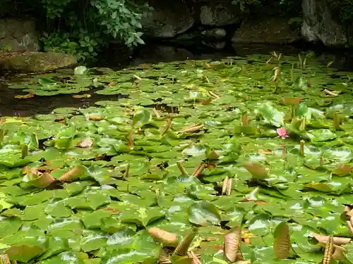 青龍山 吉祥寺の自然