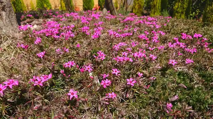 寿量山 速成寺の庭園