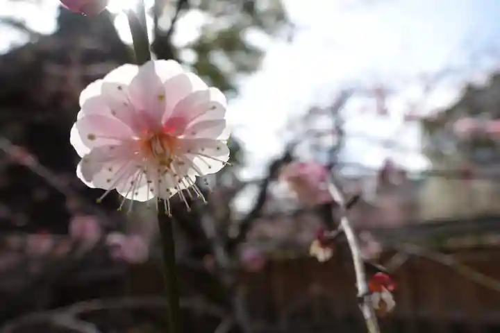 北野天満宮の自然