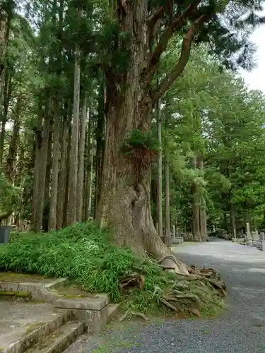 高野山金剛峯寺奥の院の自然