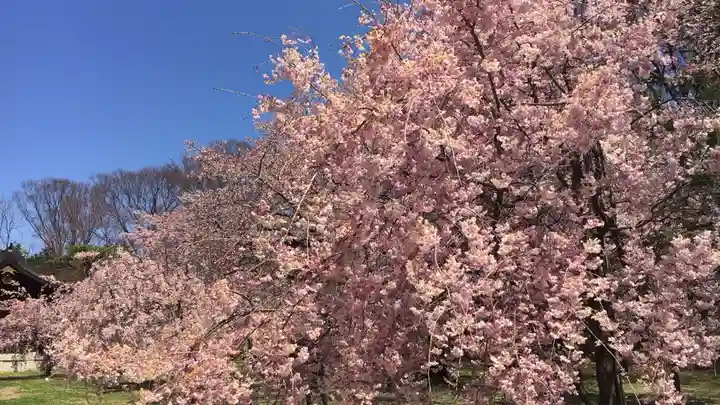 長野縣護國神社の自然