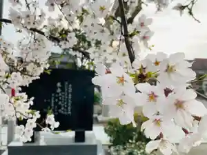 總社 和田八幡宮の自然(2022年04月07日(木) 19時51分00秒投稿)