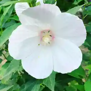 豊景神社の自然(2020年08月23日(日) 05時37分33秒投稿)