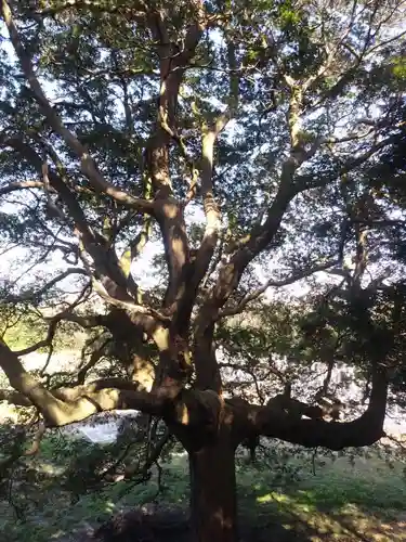 愛宕神社の自然