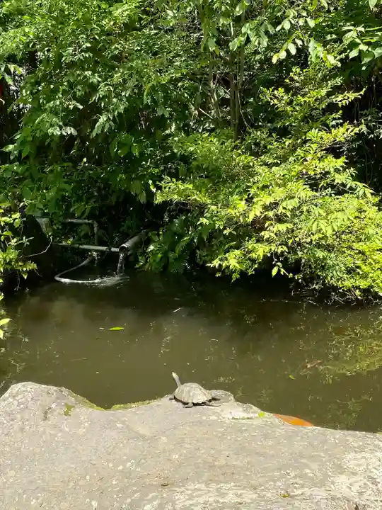 箱根神社の庭園