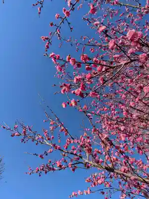 成願寺(東京都)