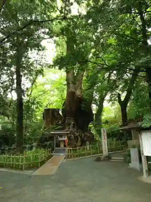 來宮神社(静岡県)