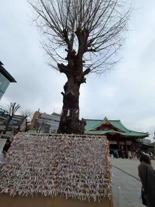 神田神社(神田明神)の自然