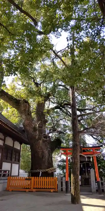 堤根神社(大阪府)