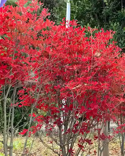立鉾鹿島神社の自然