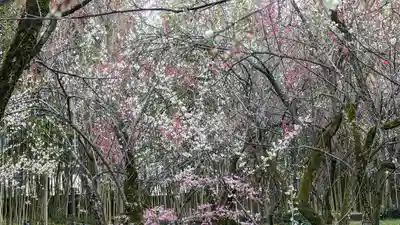 梅宮大社(京都府)