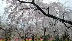 平野神社の自然