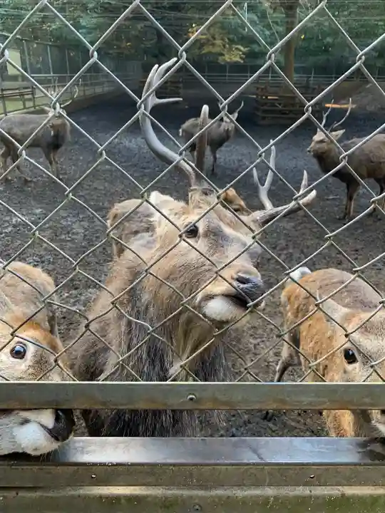 鹿島神宮の動物