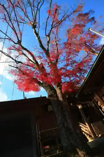 櫻岡大神宮の自然