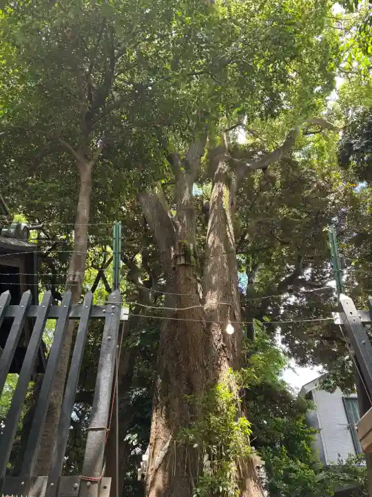 太子堂八幡神社の{uncategorized: "未分類", other: "その他", undefined: "問題あり", building: "その他建物", grave: "お墓", sacred_gate: "鳥居", guardian: "狛犬", statue: "像", buddha: "仏像", history: "歴史", nature: "自然", garden: "庭園", animal: "動物", pagoda: "塔", temizu: "手水舎", mountain_gate: "山門・神門", sanctuary: "本殿・本堂", subordinate: "末社・摂社", art: "芸術", scenery: "景色", jizo: "地蔵", ema: "絵馬", goshuin: "御朱印", omikuji: "おみくじ", items: "授与品その他", amulet: "お守り", goshuincho: "御朱印帳", eats: "食事", festival: "お祭り", votive_dance: "神楽", shichigosan: "七五三参", wedding: "結婚式", experience: "体験その他", initially: "初詣", around: "周辺", anti_infection: "感染症対策"}