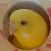 春納言さんのプロフィール画像