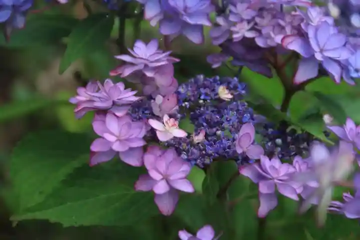 阿久津「田村神社」(郡山市阿久津町)旧社名:伊豆箱根三嶋三社の庭園