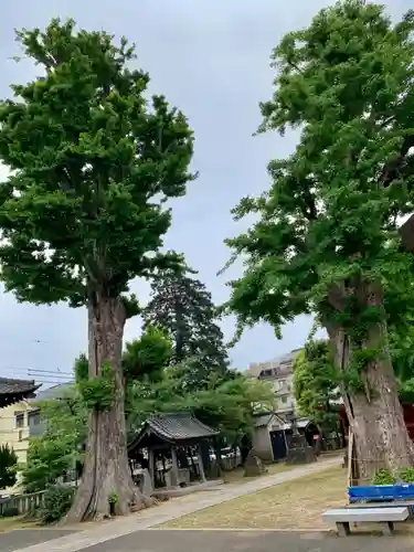 諏訪神社の自然