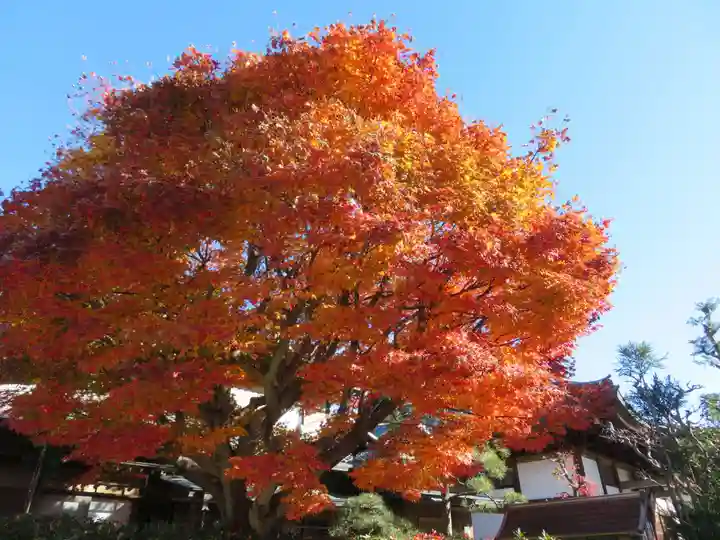 善願寺(栃木県)