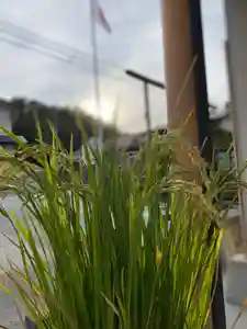 大鏑神社の自然(2021年10月01日(金) 12時13分15秒投稿)