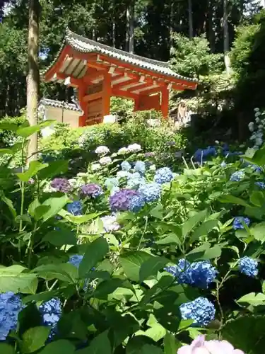 三室戸寺の自然