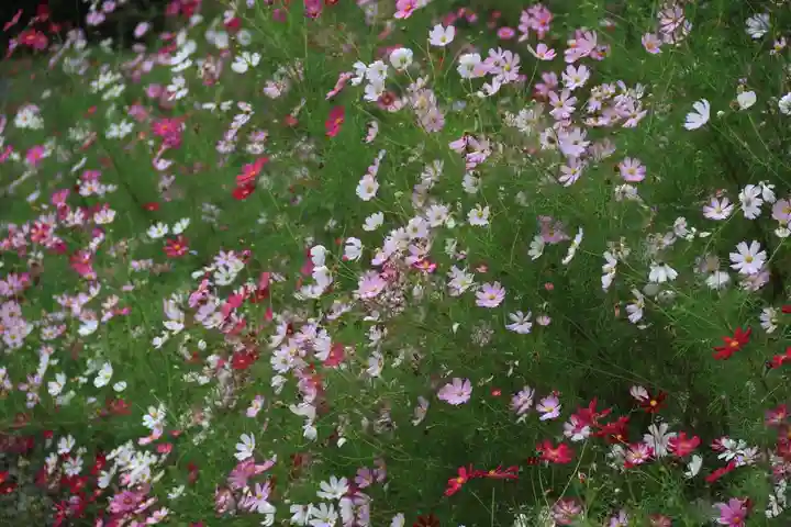 阿久津「田村神社」(郡山市阿久津町)旧社名:伊豆箱根三嶋三社の庭園