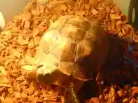 越谷香取神社の動物