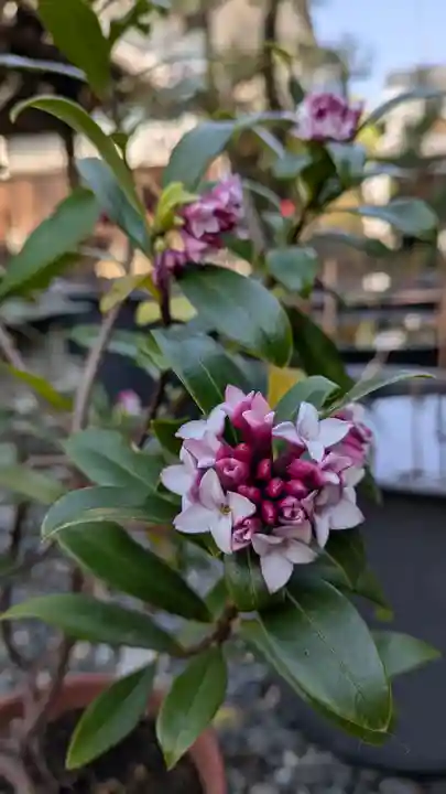 行願寺(革堂)(京都府)