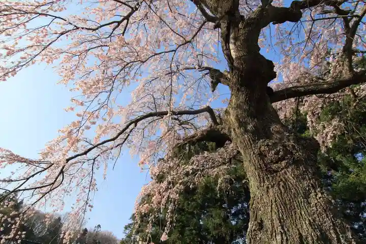 正観音堂の自然