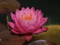 極楽山 浄土寺の自然