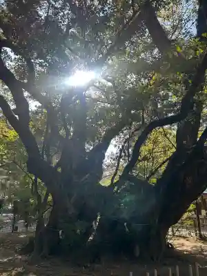 八幡神社の{uncategorized: "未分類", other: "その他", undefined: "問題あり", building: "その他建物", grave: "お墓", sacred_gate: "鳥居", guardian: "狛犬", statue: "像", buddha: "仏像", history: "歴史", nature: "自然", garden: "庭園", animal: "動物", pagoda: "塔", temizu: "手水舎", mountain_gate: "山門・神門", sanctuary: "本殿・本堂", subordinate: "末社・摂社", art: "芸術", scenery: "景色", jizo: "地蔵", ema: "絵馬", goshuin: "御朱印", omikuji: "おみくじ", items: "授与品その他", amulet: "お守り", goshuincho: "御朱印帳", eats: "食事", festival: "お祭り", votive_dance: "神楽", shichigosan: "七五三参", wedding: "結婚式", experience: "体験その他", initially: "初詣", around: "周辺", anti_infection: "感染症対策"}