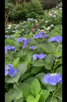長谷寺(神奈川県)