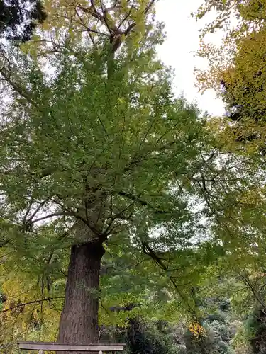 大六神社の自然